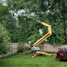 How Our Tree Care Process Works  in  North Westport, MA